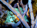   Night Octopus  